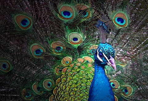 PEACOCK IN SHADOW 72