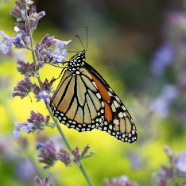 MONARCH