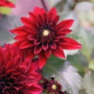 FULL BLOOM