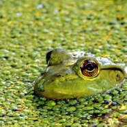 MARSH