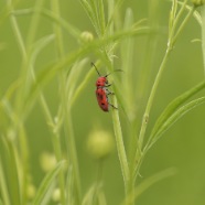 VARIEGATED