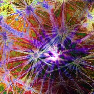A SHIFT IN CONSCIOUSNESS