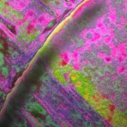 CRESCENDO IN FUSCHIA