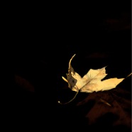LEAF
