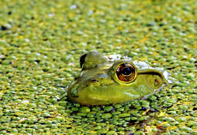 Loading Image