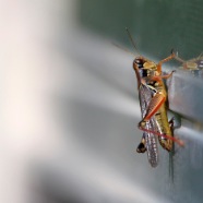 GRASSHOPPER