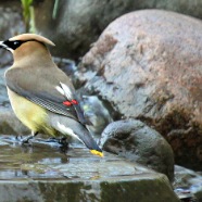 CEDAR WAXWING