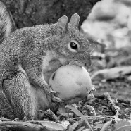SQUIRREL WITH APPLE