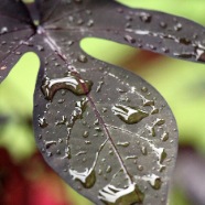 DEW