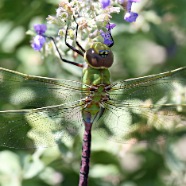 DRAGONFLY ON CATMINT