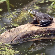 PONDERING FROG