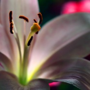 AGLOW