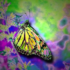 MONARCH IN PASTELS (8 x 10)
