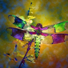 DRAGONFLY BACKLIT (8 x 10)
