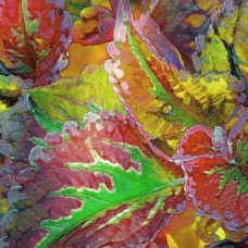 PRIMAVERA (8 x 10)