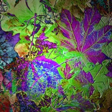 AUTUMN COLORS (8 x 10)