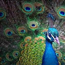 PEACOCK IN SHADOW (13 x 19)